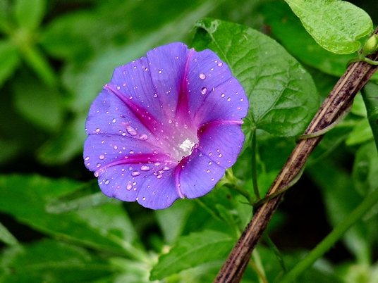 {Ipomoea purpurea}